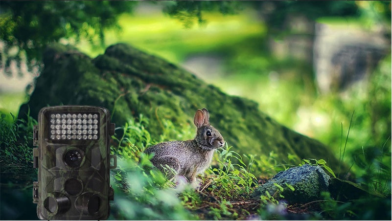 wild-hunting-camera