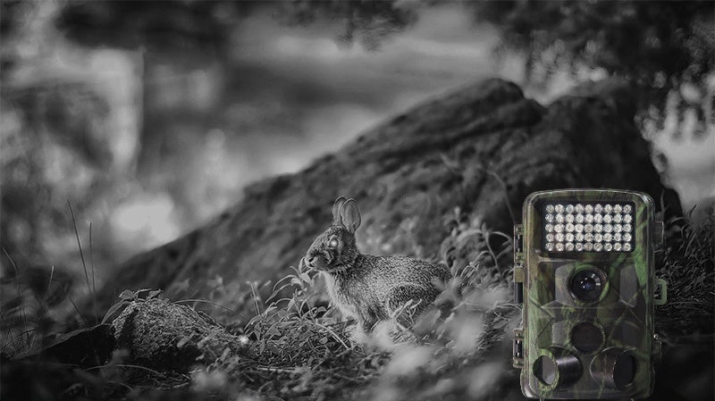 wild-hunting-camera